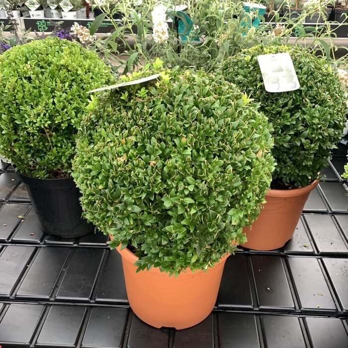 Buxus bol  - Buxus sempervirens (Bol)