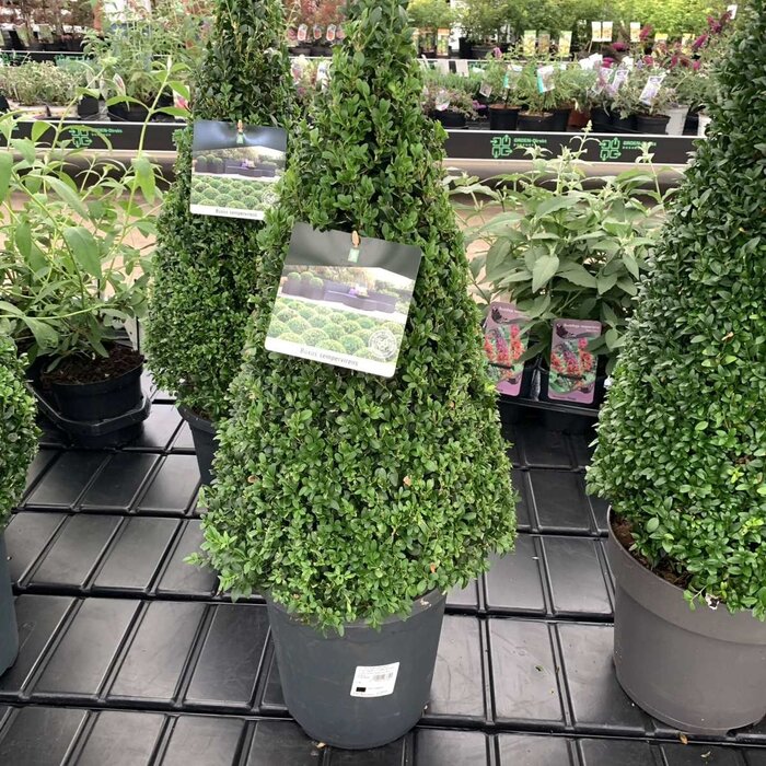 Buxus piramide  - Buxus sempervirens (Kegel)