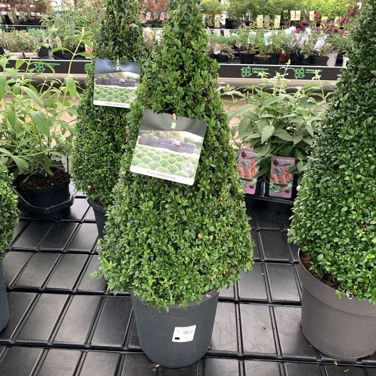 Buxus piramide  - Buxus sempervirens (Kegel)