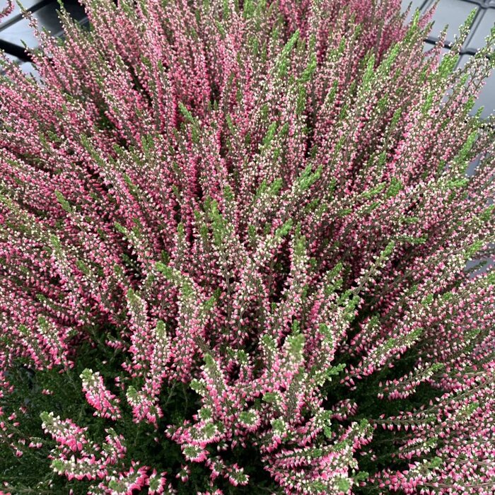 Zomerheide (Calluna vulgaris roze)