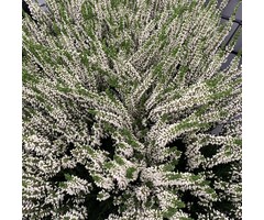 Zomerheide - Calluna vulgaris wit