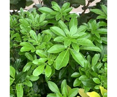 Mexicaanse oranjebloesem - Choisya ternata