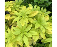 Mexicaanse citroenbloesem - Choisya ternata 'Lich'