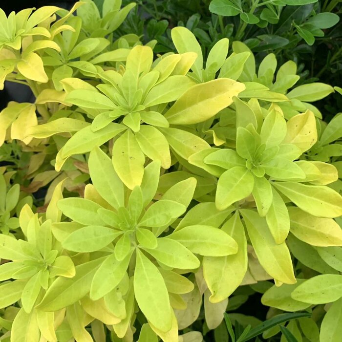 Mexicaanse citroenbloesem (Choisya ternata 'Lich')