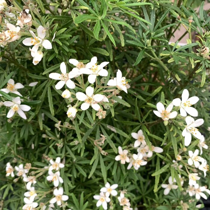 Mexicaanse citroenbloesem (Choisya ternata 'White Dazzler' )