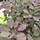 Pruikenboom  - Cotinus coggygria 'Royal Purple'