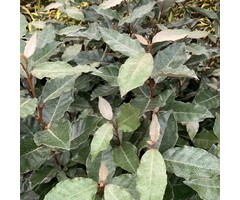 Olijfwilg op stam - Elaeagnus ebb. 'Compacta'