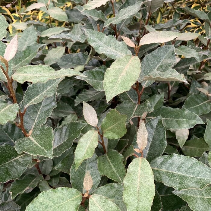Olijfwilg op stam - Elaeagnus ebb. 'Compacta'