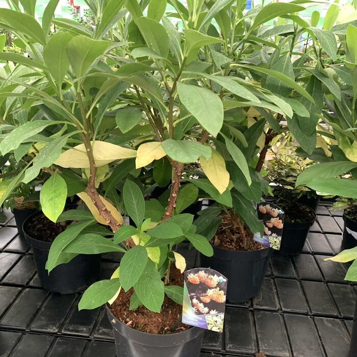 Papierstruik (Edgeworthia chrysanta 'Grandiflora')