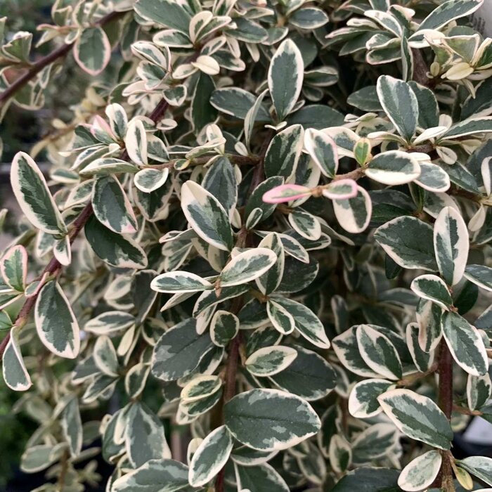 Dwergmispel op stam - Cotoneaster suecicus 'Juliette'