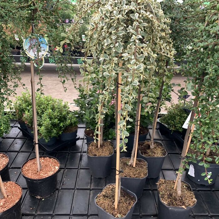 Dwergmispel op stam - Cotoneaster suecicus 'Juliette'