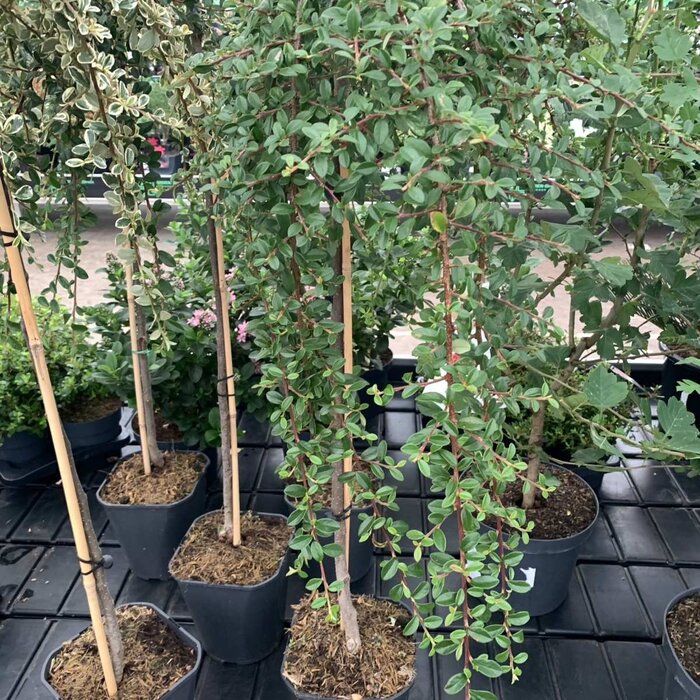 Dwergmispel op stam - Cotoneaster suecicus 'Coral Beauty'