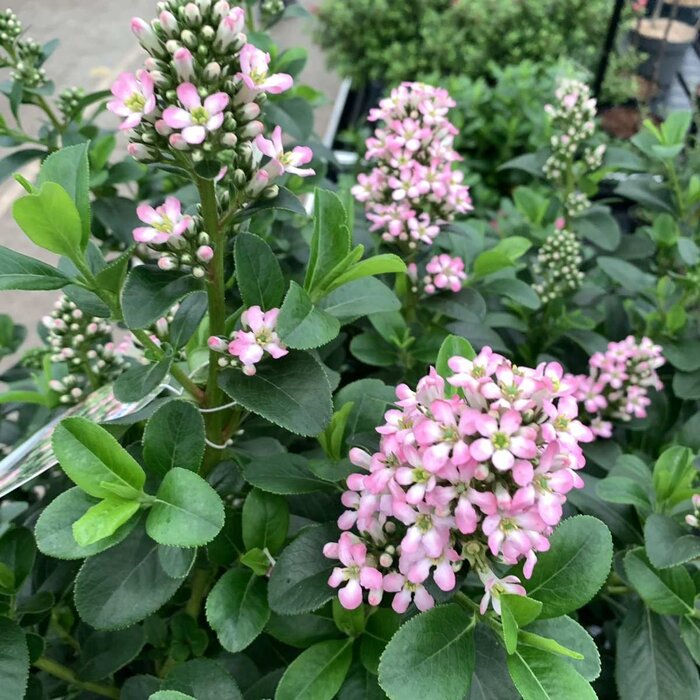 Escallonia (Escallonia laevis 'Pink Elle' )