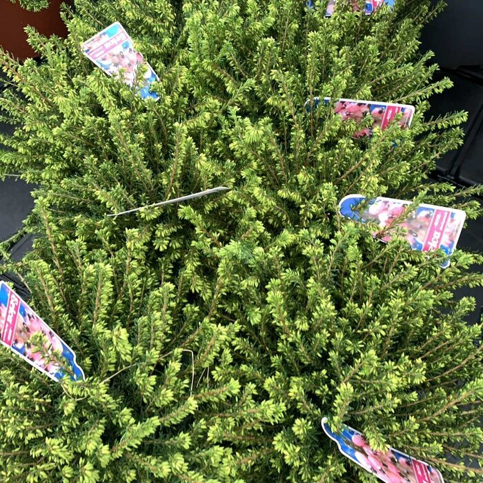 Winterheide (Erica darleyensis roze)