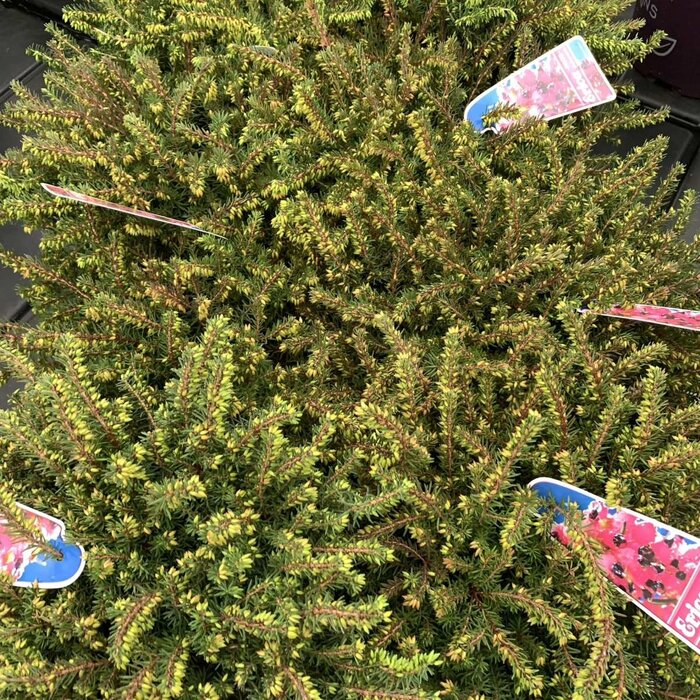Winterheide (Erica darleyensis rood)