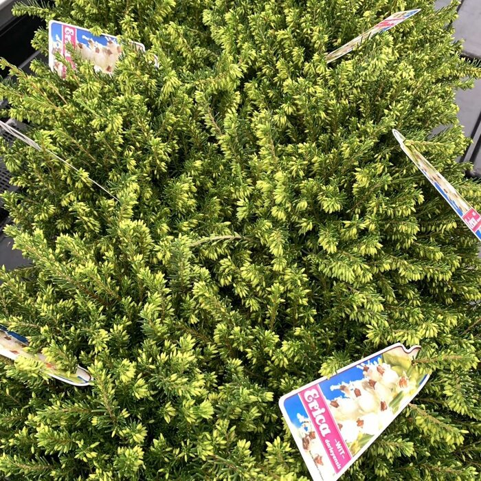 Winterheide (Erica darleyensis wit)