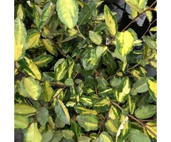 Olijfwilg - Elaeagnus pungens 'Maculata'