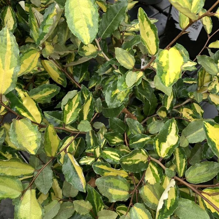 Olijfwilg (Elaeagnus pungens 'Maculata')