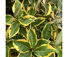 Olijfwilg - Elaeagnus ebbingei 'Gilt Edge'