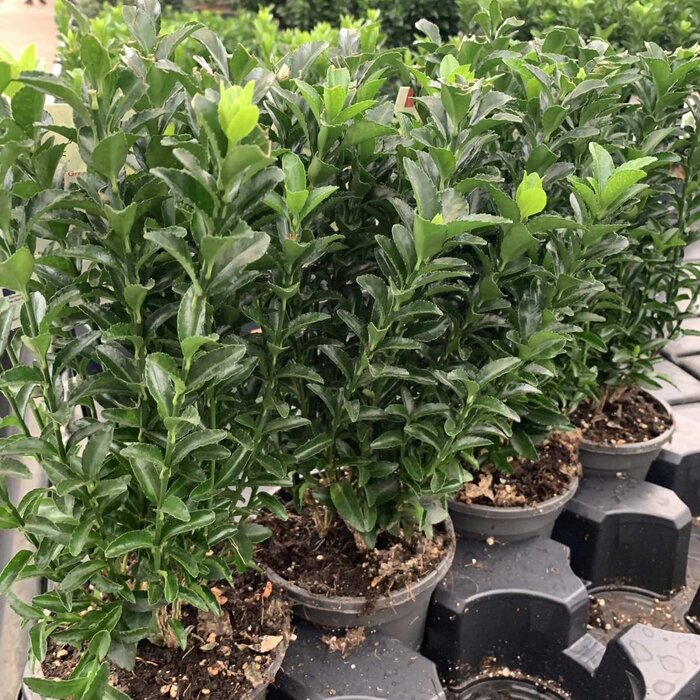 Japanse kardinaalshoed (Euonymus japonicus 'Green Spire')