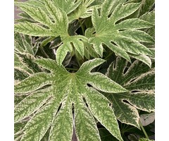 Vingerplant - Fatsia japononica 'Spiders Web'