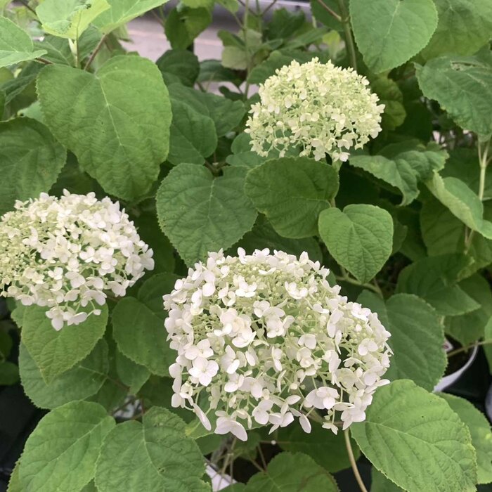 Hortensia - Hydrangea arborescens 'Strong Annabelle'