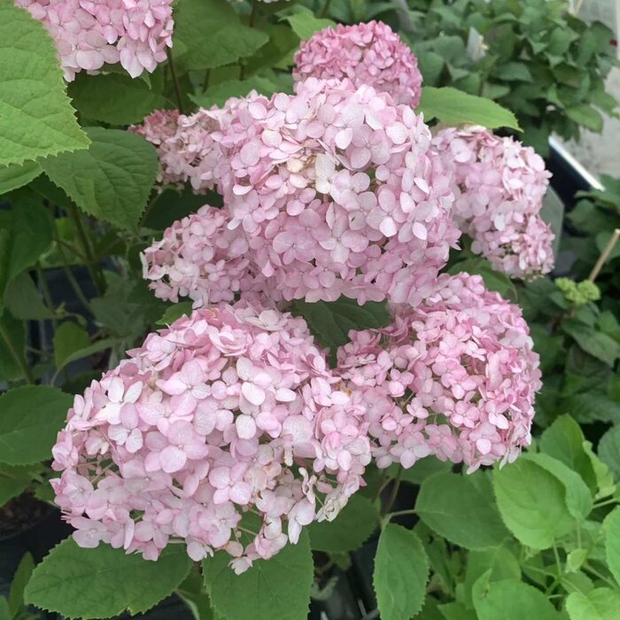 Hortensia - Hydrangea arborescens Candybelle Marshmallow