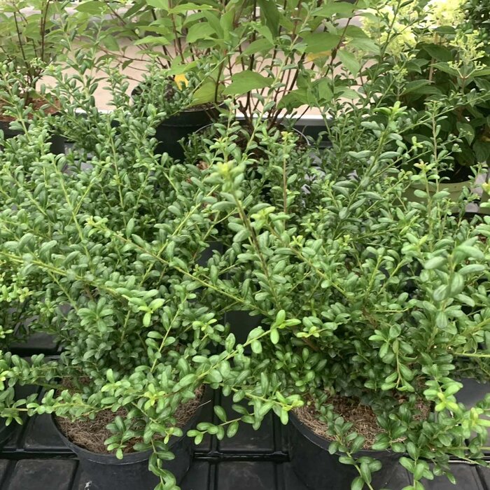 Japanse Hulst - Ilex crenata 'Convexa'