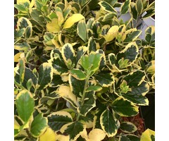 Bonte hulst - Ilex altaclerensis 'Golden King'