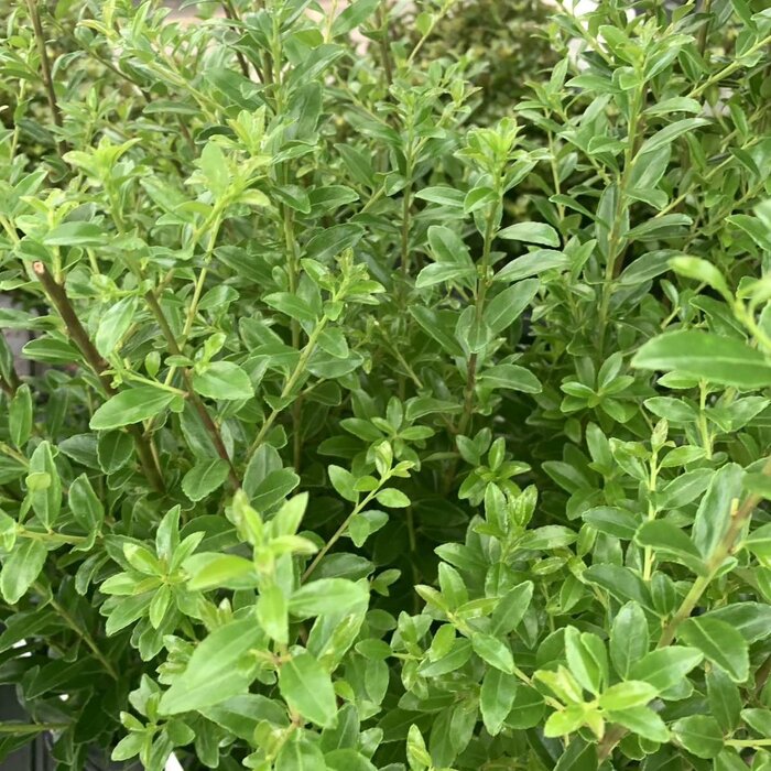 Hulsthaag - Ilex maximowicziana kanehirae