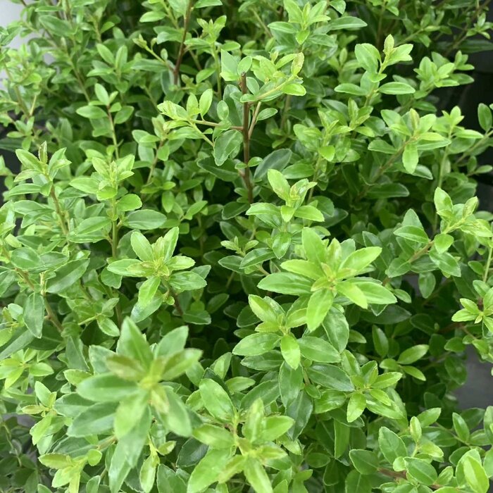 Hulsthaag - Ilex maximowicziana kanehirae