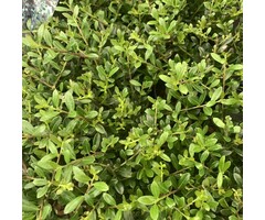 Hulsthaag - Ilex crenata 'Stokes'