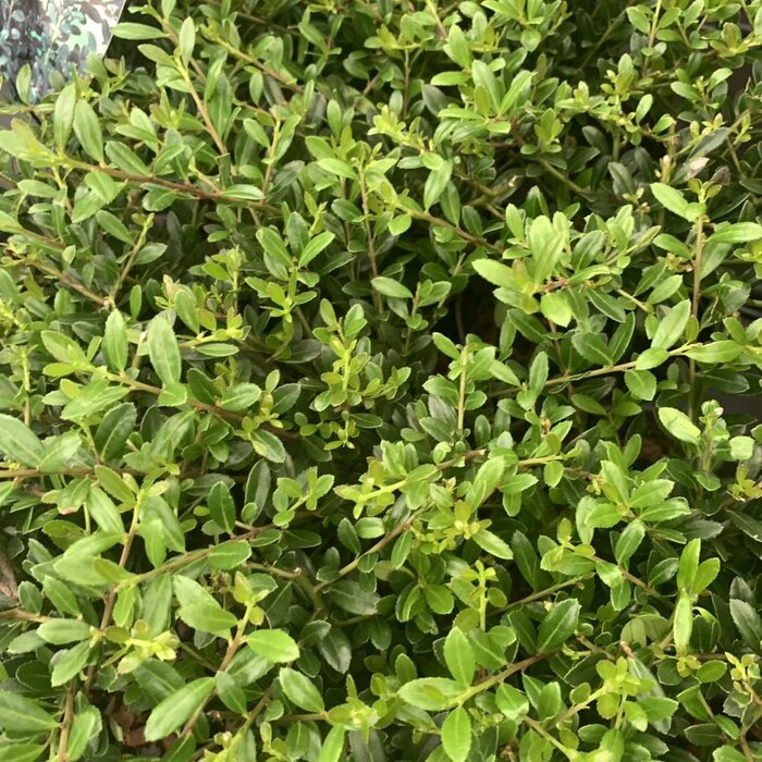 Hulsthaag - Ilex crenata 'Stokes'