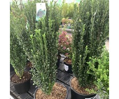 Japanse hulst - Ilex crenata 'Fastigiata'