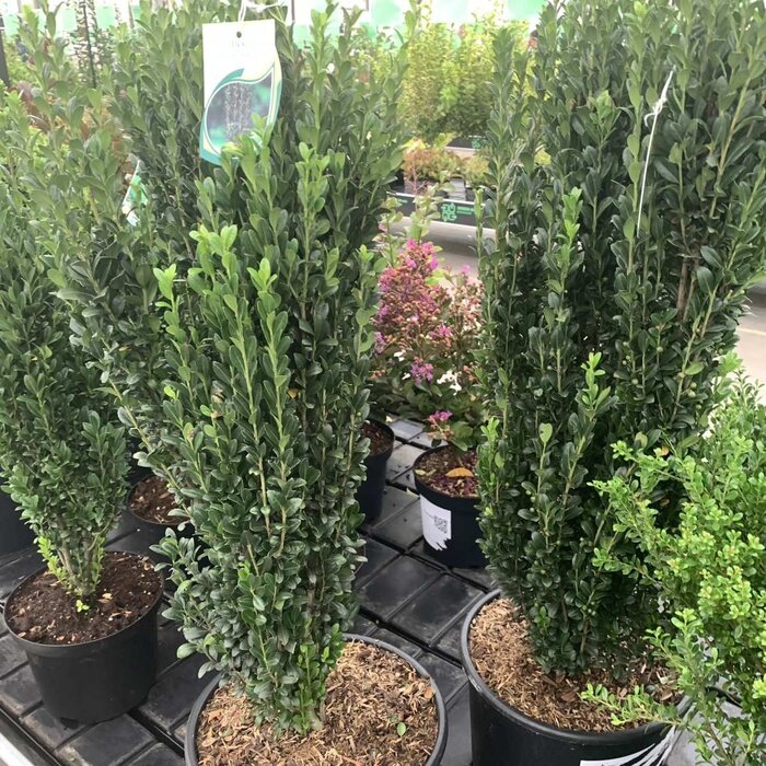 Japanse hulst (Ilex crenata 'Fastigiata')