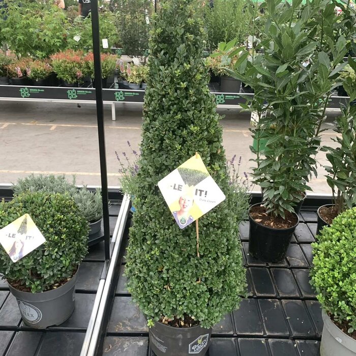 Hulst piramide - Ilex crenata 'Dark Green' (Pyramide)