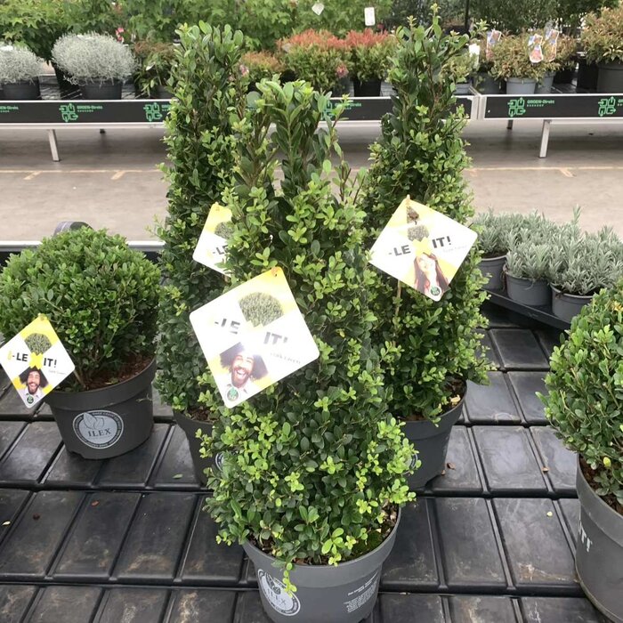 Hulst piramide - Ilex crenata 'Dark Green' (Pyramide)