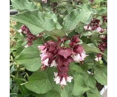 Fazantenbes - Leycesteria formosa 'Purple Rain'