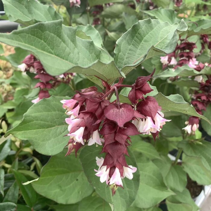 Fazantenbes (Leycesteria formosa 'Purple Rain')