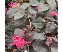 Loropetalum chinensis 'Fire Dance' - Heksenstruik