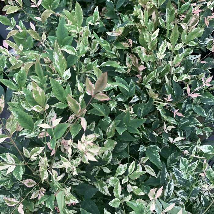 Hemelse bamboe (Nandina domestica 'Twilight' )