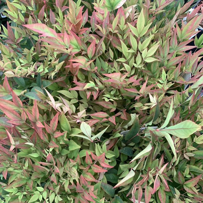 Hemelse bamboe (Nandina domestica 'Gulf Stream')