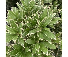 Rotsheide - Pieris japonica 'Variegata'
