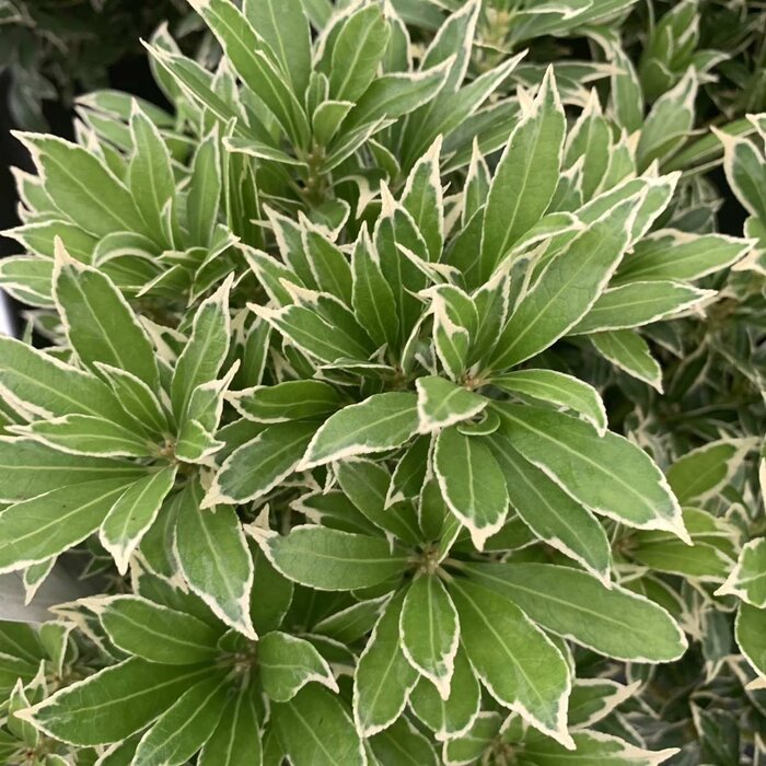 Rotsheide (Pieris japonica 'Variegata')