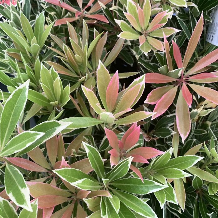 Rotsheide (Pieris 'Flaming Silver')