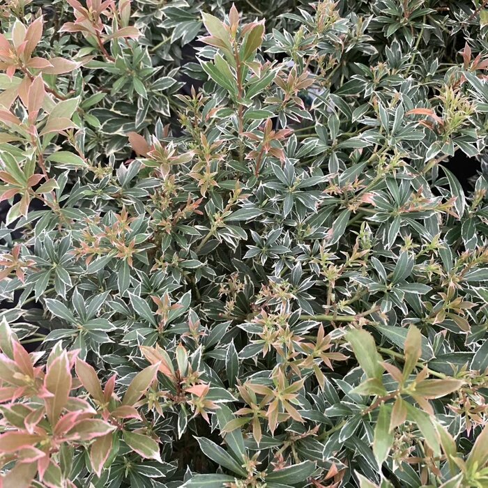 Rotsheide (Pieris japonica 'Little Heath')