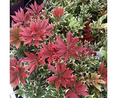 Rotsheide - Pieris japonica 'Carnaval'