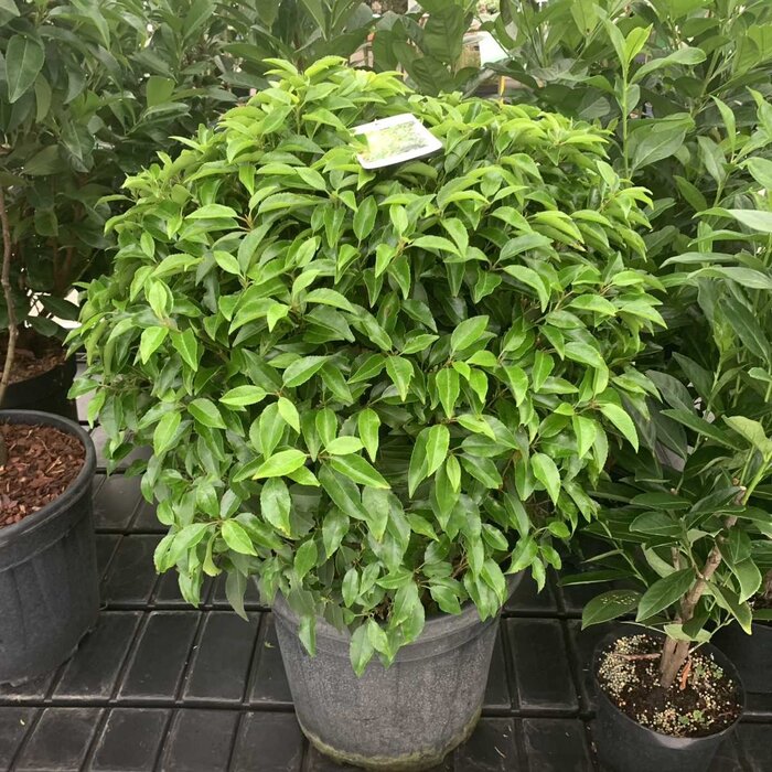 Portugese laurier bol - Prunus lusitanica 'Angustifolia' (Bol)