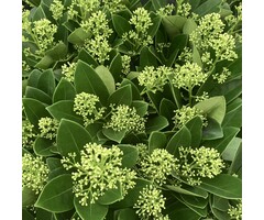 Skimmia - Skimmia japonica 'Finchy'