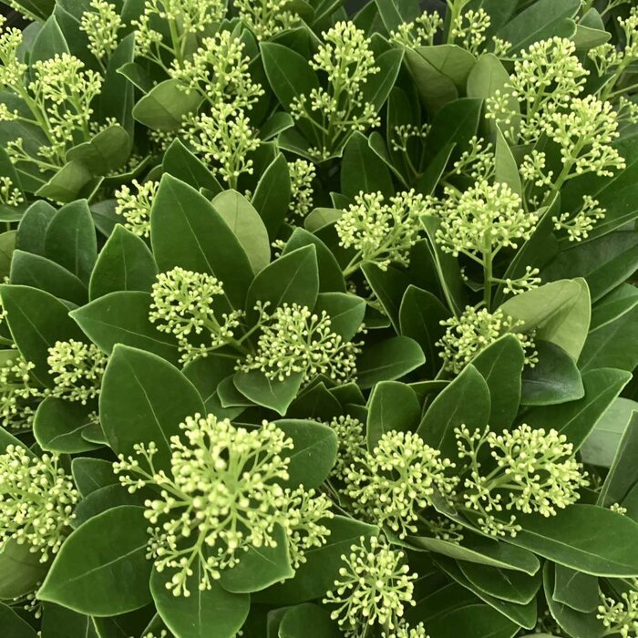Skimmia (Skimmia japonica 'Finchy')